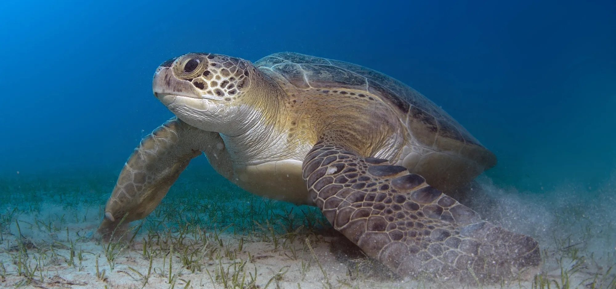 Turtles