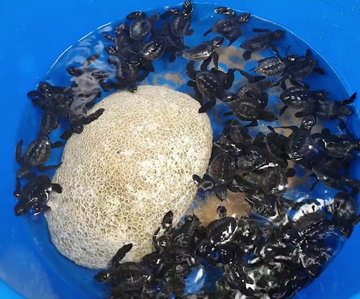 Photo from customer review